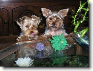 Jorkrsk terier, Yorkshire Terrier,