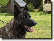 Dutch shepherd dog \\\\\(Dog standard\\\\\)