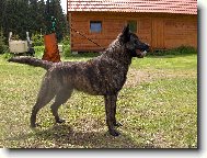 Dutch Shepherd Dog