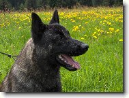 Dutch shepherd dog \\\\\(Dog standard\\\\\)