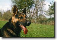 German Shepherd Dog