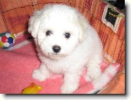 Bichon frise