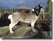 Sibisk husky