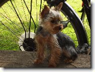 Jorkrsk terier, Yorkshire Terrier,