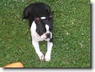 Boston Terrier