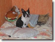 Boston Terrier