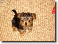 Jorkrsk terier, Yorkshire Terrier,