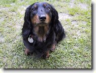 Dachshund