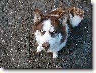 Sibisk husky