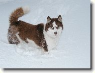 Sibisk husky