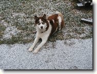 Sibisk husky