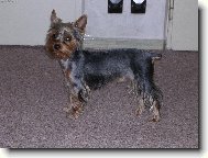 Jorkrsk terier, Yorkshire Terrier,