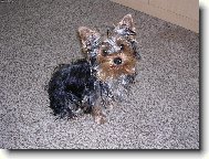 Jorkrsk terier, Yorkshire Terrier,