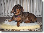 Dachshund