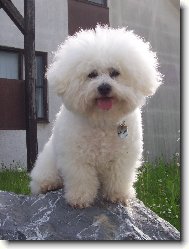 Bichon frise