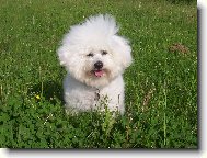 Bichon frise