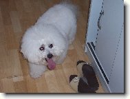 Bichon frise