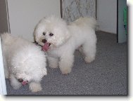 Bichon frise