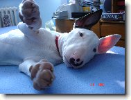 Bull Terrier