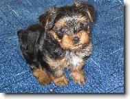 Jorkrsk terier, Yorkshire Terrier,