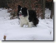 Border collie \\\\\(Dog standard\\\\\)