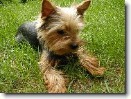 Jorkrsk terier, Yorkshire Terrier,