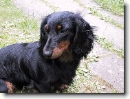 Dachshund