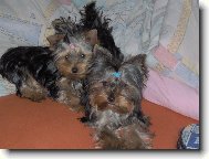 Jorkrsk terier, Yorkshire Terrier,