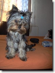 Jorkrsk terier, Yorkshire Terrier,