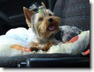 Jorkrsk terier, Yorkshire Terrier,