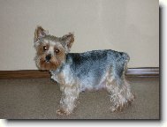 Jorkrsk terier, Yorkshire Terrier,