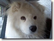 Samoyed \\\\\(Dog standard\\\\\)