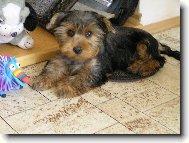 Jorkrsk terier, Yorkshire Terrier,