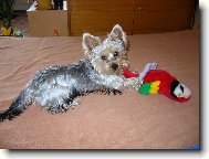 Jorkrsk terier, Yorkshire Terrier,