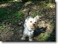 Jorkrsk terier, Yorkshire Terrier,