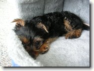 Jorkrsk terier, Yorkshire Terrier,