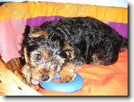 Jorkrsk terier, Yorkshire Terrier,