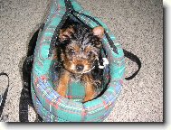 Jorkrsk terier, Yorkshire Terrier,