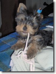 Jorkrsk terier, Yorkshire Terrier,