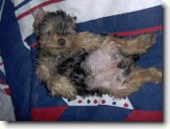 Jorkrsk terier, Yorkshire Terrier,