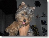 Jorkrsk terier, Yorkshire Terrier,