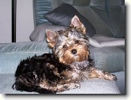 Jorkrsk terier, Yorkshire Terrier,