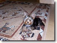 Jorkrsk terier, Yorkshire Terrier,