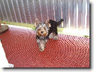 Jorkrsk terier, Yorkshire Terrier,