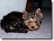 Jorkrsk terier, Yorkshire Terrier,