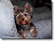 Jorkrsk terier, Yorkshire Terrier,