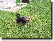 Jorkrsk terier, Yorkshire Terrier,