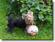 Jorkrsk terier, Yorkshire Terrier,