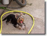 Jorkrsk terier, Yorkshire Terrier,