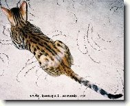 Prionairilus Bengalensis, Felis Bengalensis